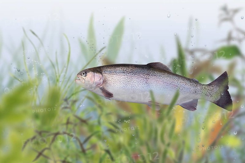 Trout