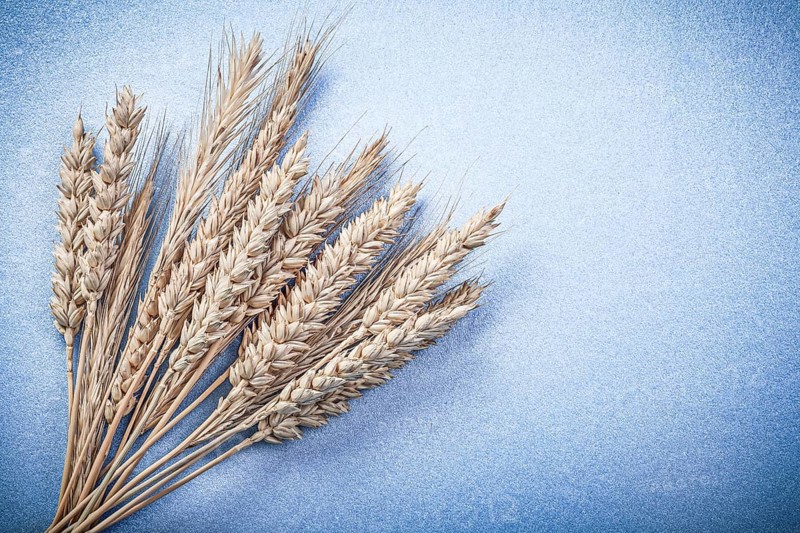Ripe rye wheat ears on blue background directly above
