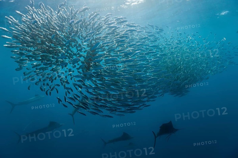 Atlantic sailfish hunting sardines, Istiophorus albicans, Isla Mujeres, Yucatan Peninsula, Caribbean, Mexico, Central America