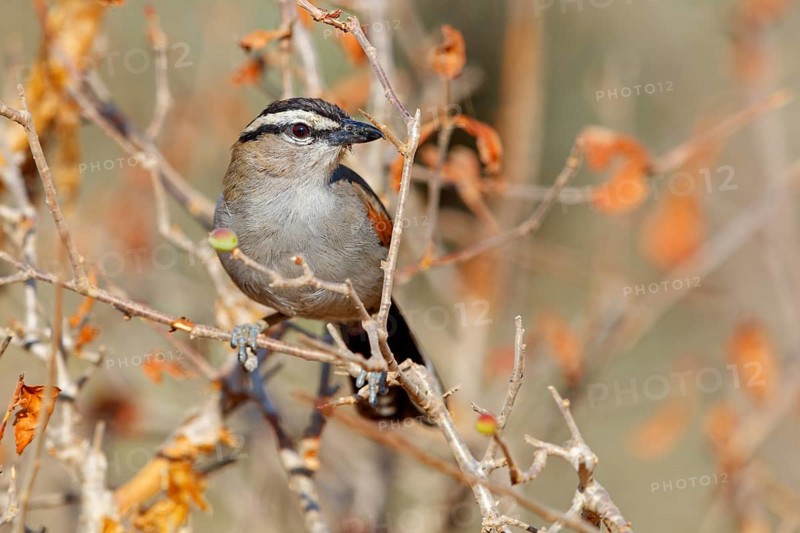 Senegal tchagra, black-shouldered tchagra, (Tchagra senegalus), Tchagra minutus, animals, birds, perching, Africa, Middle East, Bülbül family, Ayn Hamran, Salalah, Dhofar, Oman, Asia