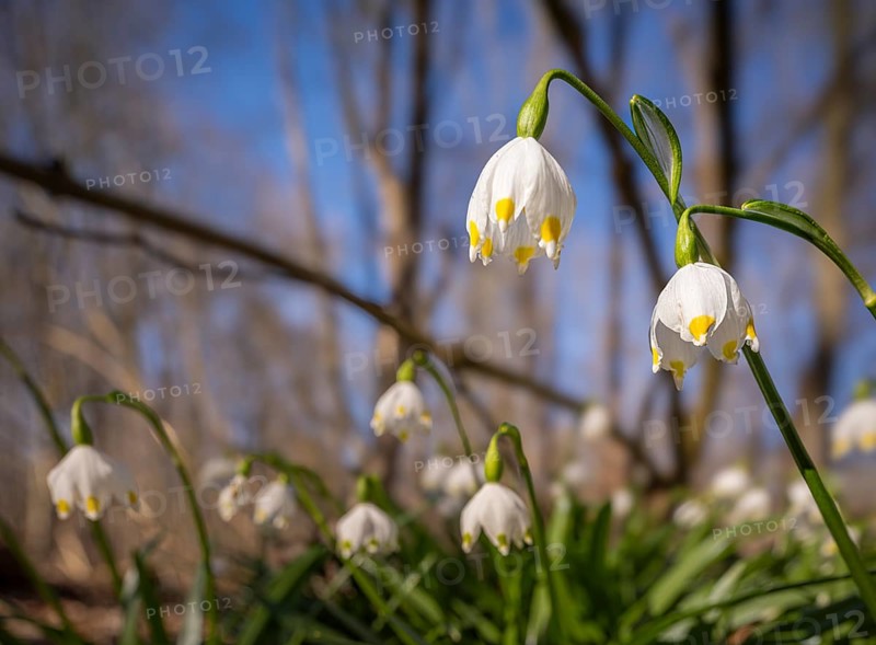 Spring snowflake (Leucojum vernum), spring knot flower, Amaryllis family (Amaryllidaceae), Heiningen, Oderwald, Lower Saxony, Germany, Europe