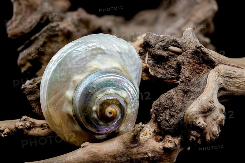 A captivating Turbo marmoratus snail with a stunning iridescent shell rests gracefully on a piece of weathered driftwood. vibrant colors and unique patterns of this marine species in a natural setting, Odessa, Ukraine, Europe