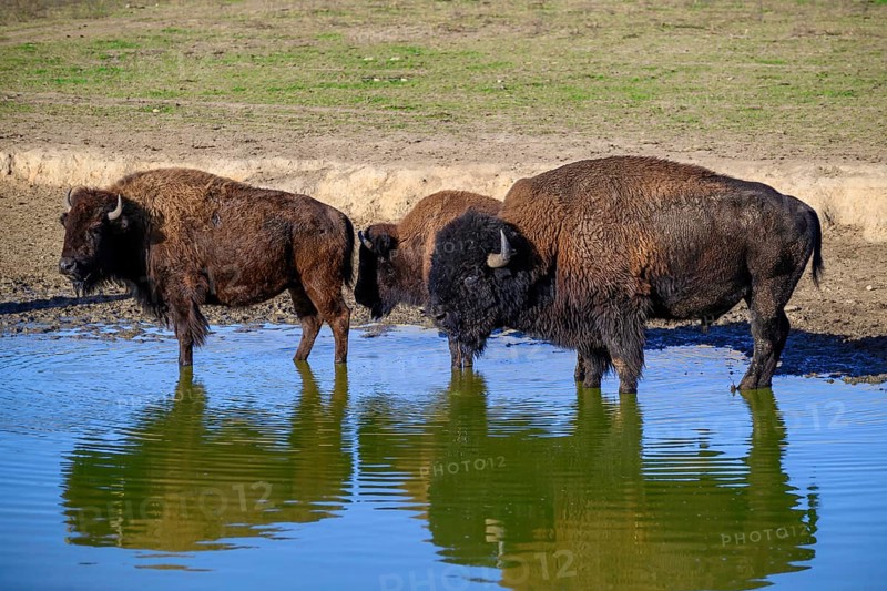 A view of a bison in the middle of Germany in the nature park near Stangerode