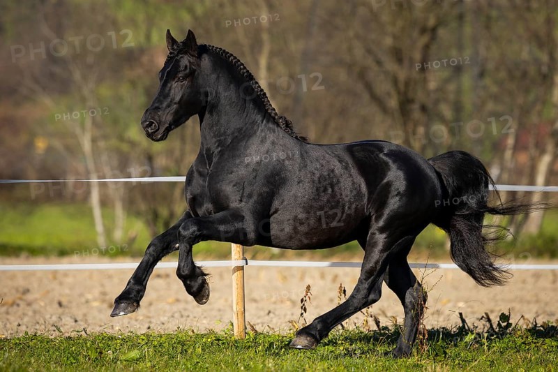 Friesian stallion in the pasture in autumn