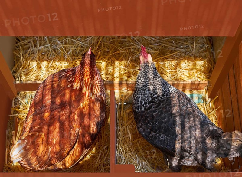 Hen poultry house nest with 2 hens incubate on straw