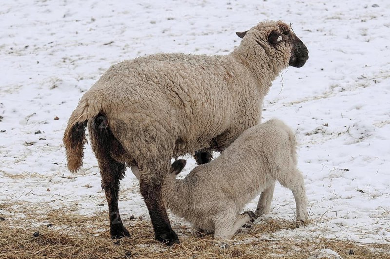 A sheep feeds a lamb on snow-covered ground, sheep, borken, münsterland, germany