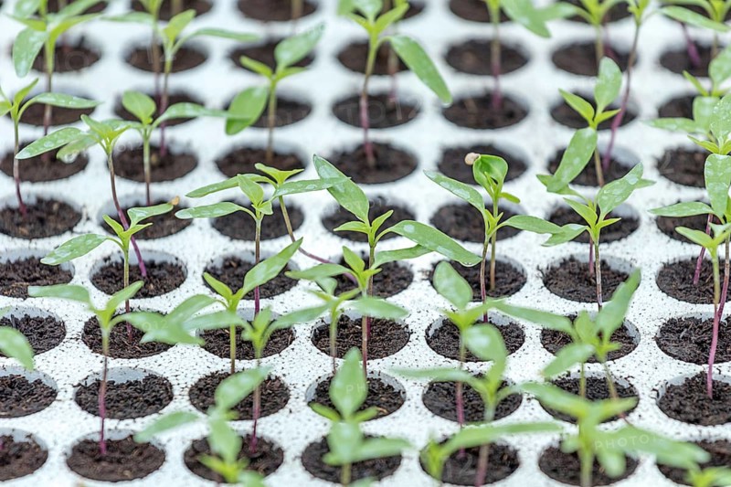 Pepper Seedlings, young foliage of pepper, Spring seedlings. Sprouts pepper