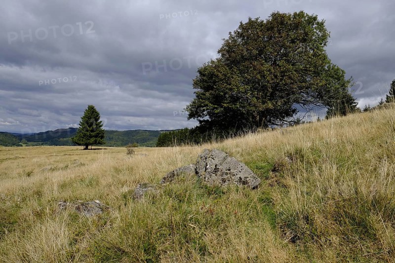 Silver thistle, Carlina acaulis, at Arnsberg, Bavarian Rhoen, Lower Franconia, Bavaria, Germany, Europe