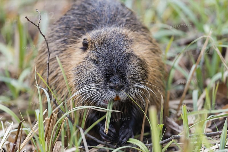 Muskrat (Ondatra zibethicus)