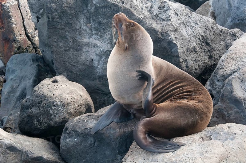 Sea lion (Zalophus wollebaeki)