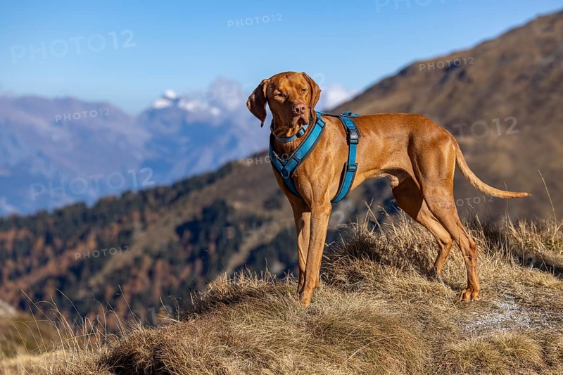 Magyar Vizsla male, 3 years old, in the mountains in autumn grass, La Tzoumaz, Riddes, Valais, Switzerland, Europe
