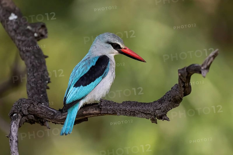 Senegal Kingfisher (Halcyon senegalensis), Qwabi Private Game Reserve, Biosphere Reserve, Limpopo, South Africa, Africa