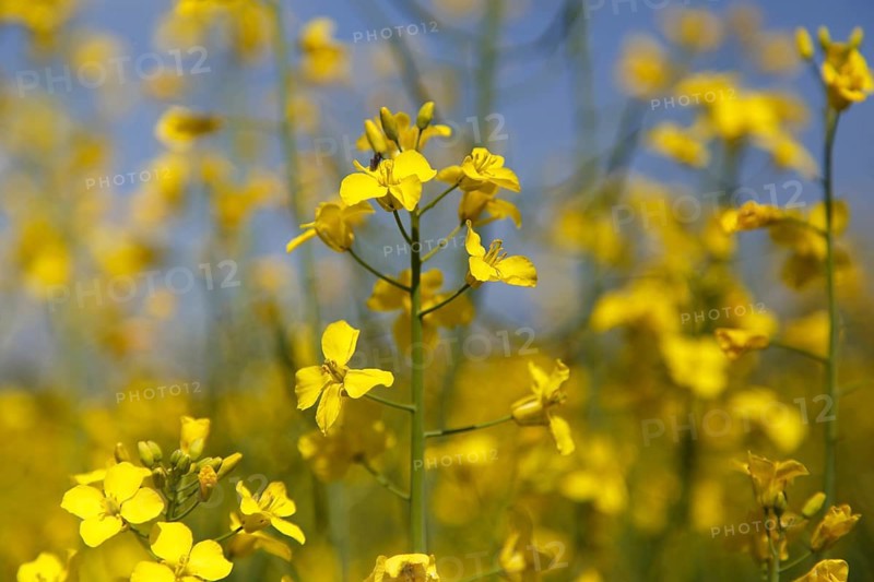 Switzerland, May 04, 2014: Photograph of rape seeds close to Basel, Europe