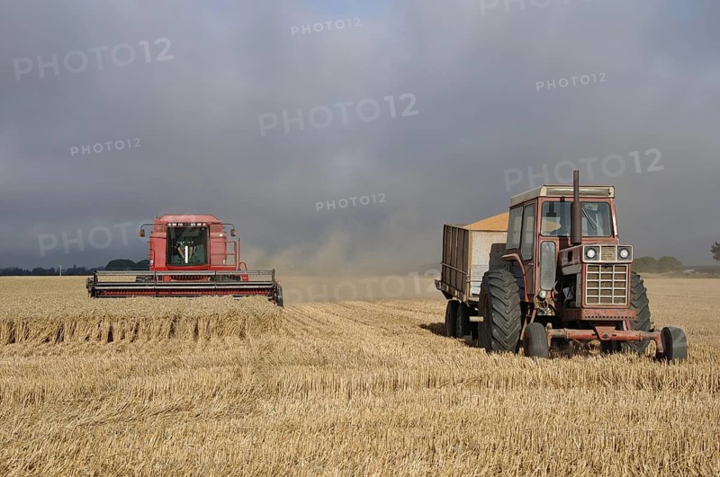 TIMARU, NEW ZEALAND, CIRCA FEBRUARY 2010: Farmers harvest a crop of wheat, South Canterbury, New Zealand, Oceania