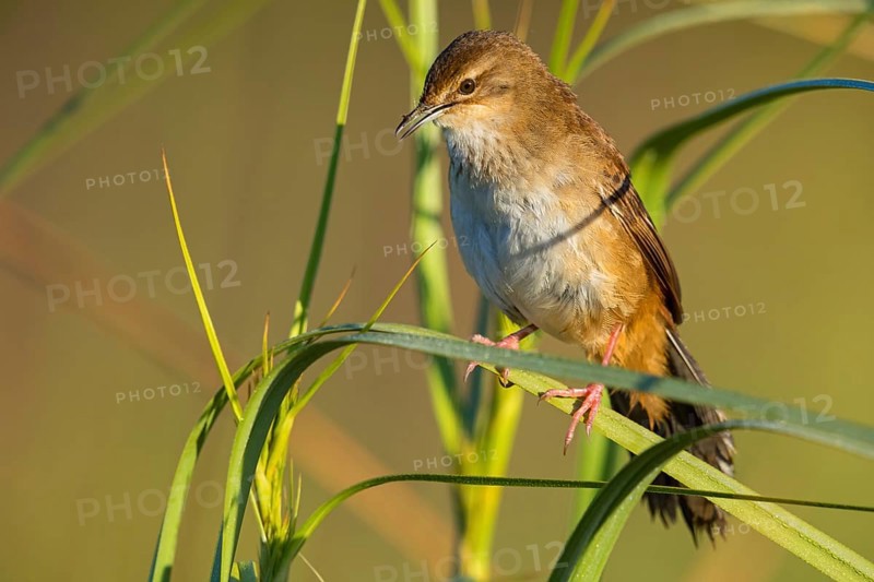Marsh Warbler, (Bradyperus baboecala) animals, birds, songbirds, biotope, habitat, sits, reed, stalk, foraging, perch, Garden Route National Park - Wil, Wilderness, Western Cape, South Africa, Africa