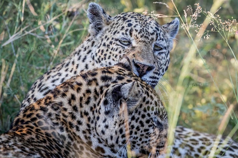Leopard grooming another Leopard in the Kruger National Park, South Africa, Africa