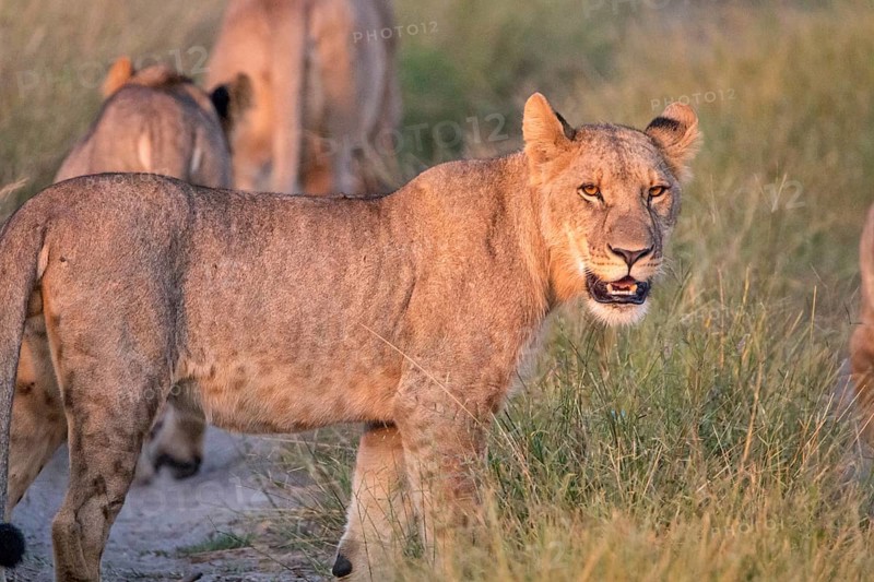 A Lion cub looking at the camera in the Chobe National Park, Botswana, Africa