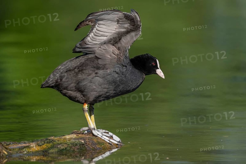 Eurasian coot (Fulica atra) stretching its wings on a river. Bas-Rhin, Collectivite europeenne d'Alsace, Grand Est, France, Europe