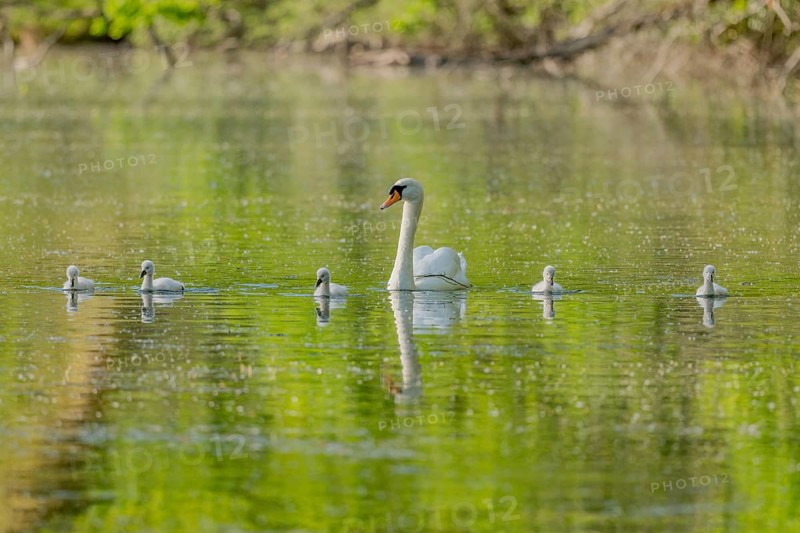 Mute swan (Cygnus olor) with her chicks in a river. Bas-Rhin, Collectivite europeenne d'Alsace, Grand Est, France, Europe