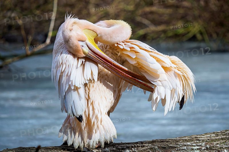 Great White Pelican, Pelecanus onocrotalus