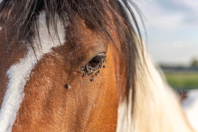 Horses in a pasture in the French countryside in spring