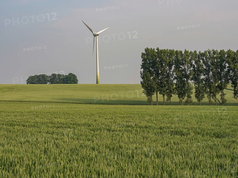 A wind turbine and a row of trees in a wide wheat field, borken, münsterland, germany