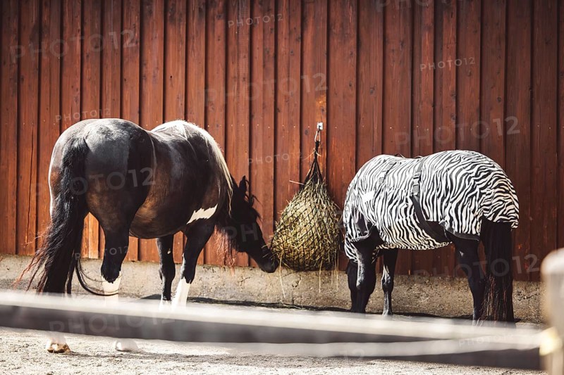 Horse wearing a coat with zebra pattern because of a skin rash, allergy, so his skin is protected. Happy horse eating, running around on the ranch