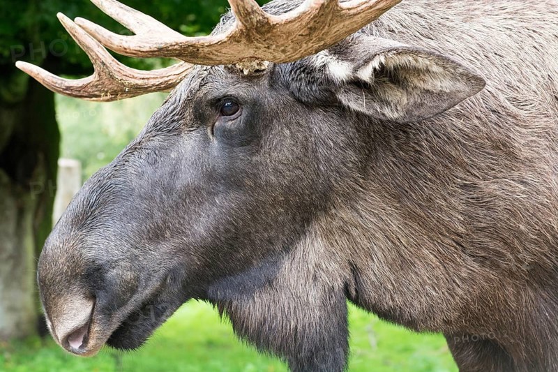 Detail of the head of a male elk moose in autumn, Alces alces