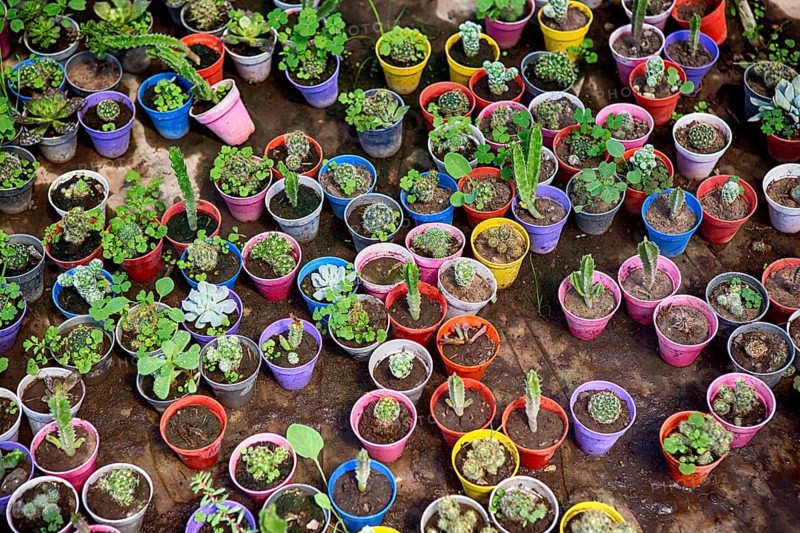 Plants in colourful flower pots in a greenhouse in Maschwitz Province Buenos Aires, Argentina 2017