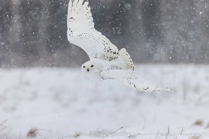 A captive snowy owl (Bubo scandiacus) at a bird of prey sanctury during winter
