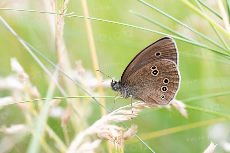 Brown woodland bird (Aphantopus hyperantus), sitting in a wild meadow, North Rhine-Westphalia, Germany, Europe