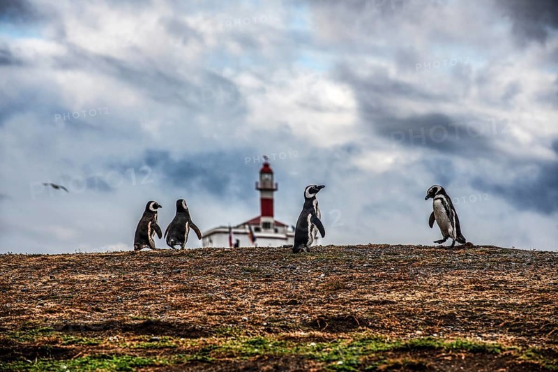 Magellanic penguins (Spheniscus magellanicus) in front of a lighthouse in the Penguin National Park on Magdalena Island, Magellanes, Patagonia, Chile, South America