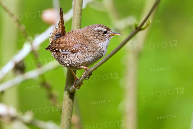 Wren (Troglodytes troglodytes)