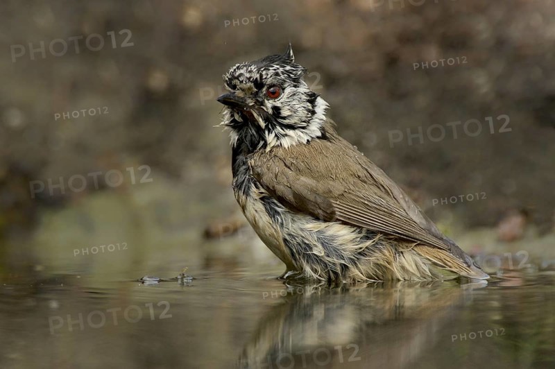 Crested Tit (Parus cristatus)