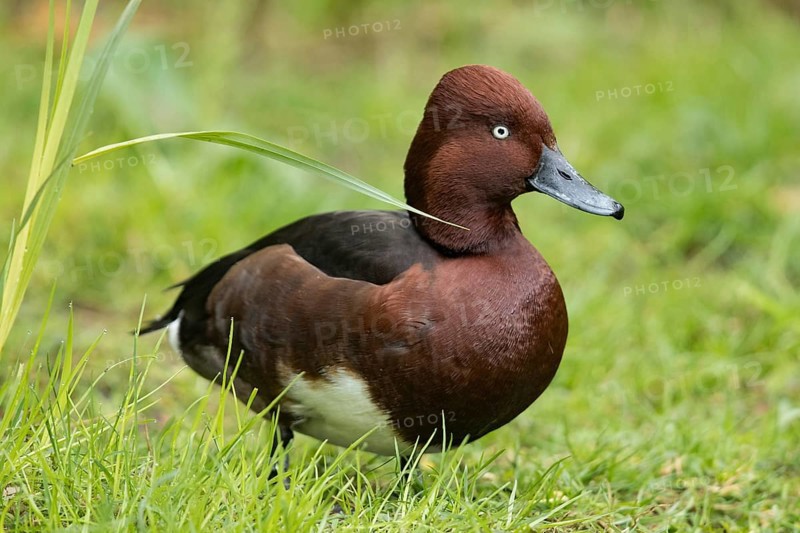 Ferruginous Duck (Aythya nyroca)