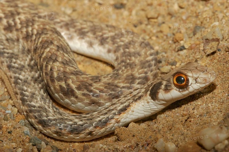 Eastern Montpellier snake (Malpolon monspessulanus insignitus)
