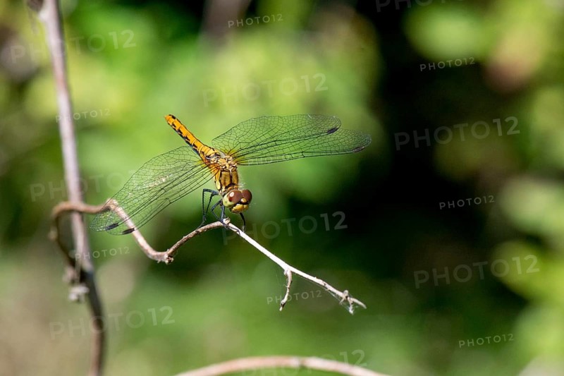 Ruddy Darter dragonfly - female (Sympetrum sanguineum)