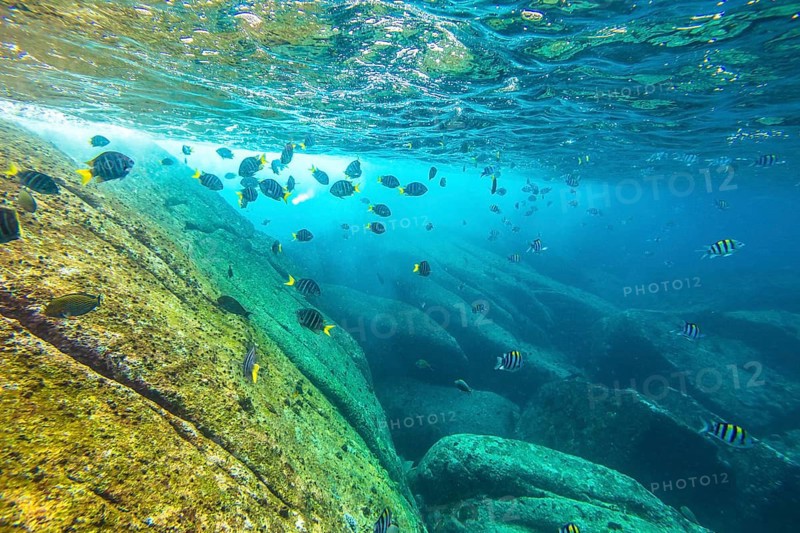Herd of yellow fish on the seabed of Similan Islands in Thailand. Underwater marine life in Andaman Sea