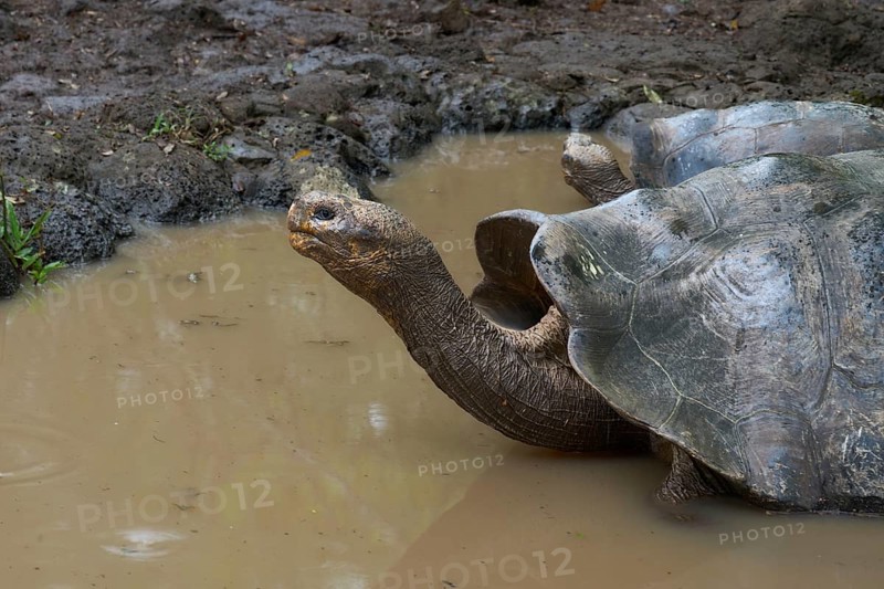 Tortoises in a pond, Tortoise breeding centre in the highlands, Centro de crianza de tortugas de San Cristóbal, Isla San Cristóbal, Chatham, Galapagos, Galapagos Islands, Galápagos Islands, Islas Galápagos, Ecuador, South America