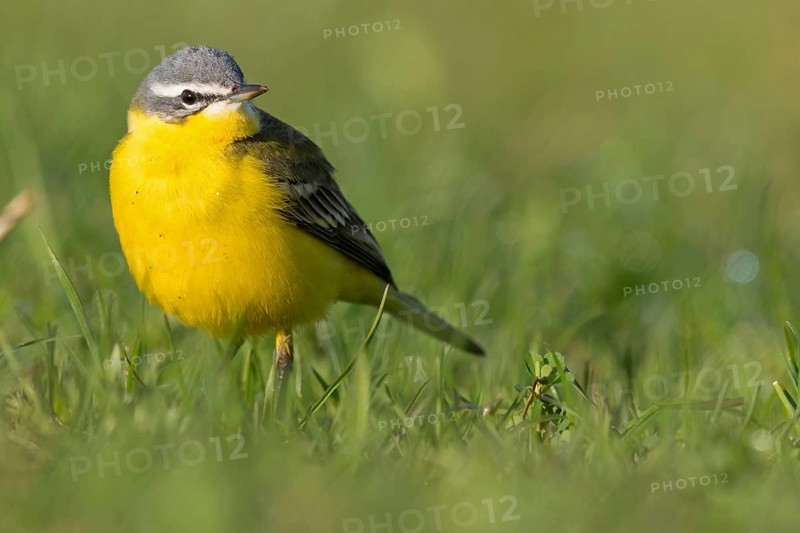 Blue-headed Yellow Wagtail, (Motacilla flava flava), Bergeronnette printanière, Lavandera Boyera, animals, bird, birds, biotope, habitat, foraging, NSG Der Spieß, Rheindürkheim, Rhineland-Palatinate, Germany, Europe