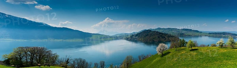 beautiful panorama landscape with green fields and blossoming flowers and trees and mountains in the background in central Switzerland on Lake Zug