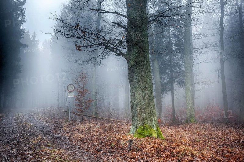 Forest in the mist