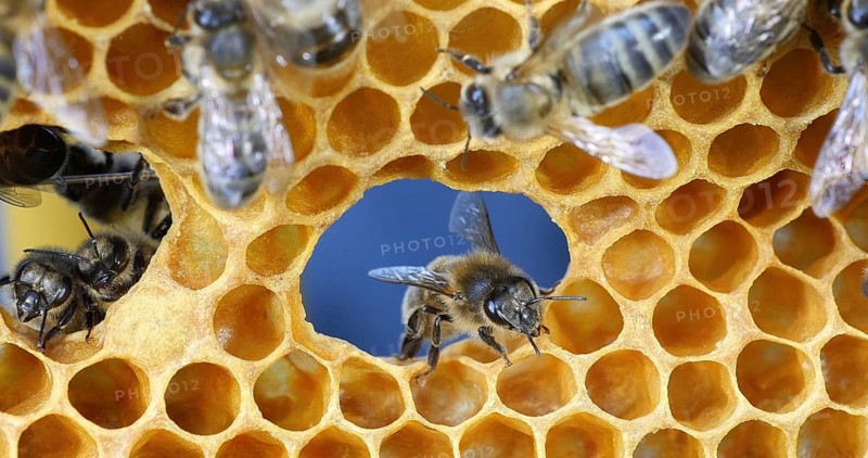 European Honey Bee (apis mellifera), Bees on a frame with a hole in alveolus, Normandy