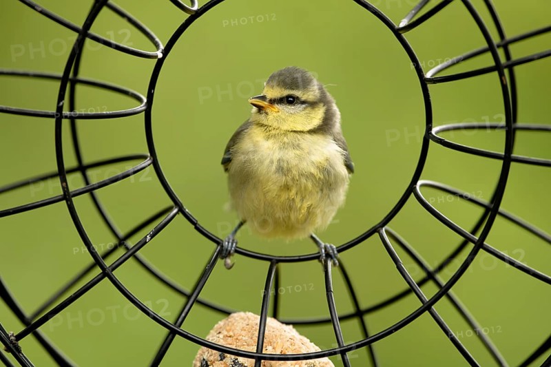 Young blue tit in the feeding ring