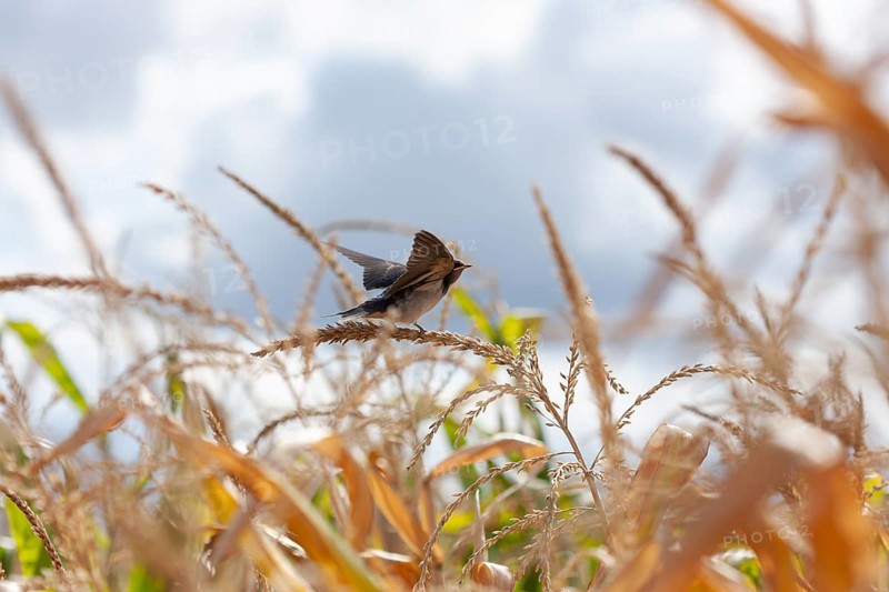 Barn swallow (hirundo rustica), Swarzedz, Poland, Europe