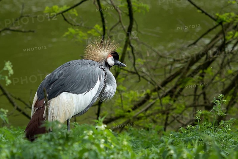Grey crowned crane (Balearica regulorum) on green background. Poznan, Poland, Europe