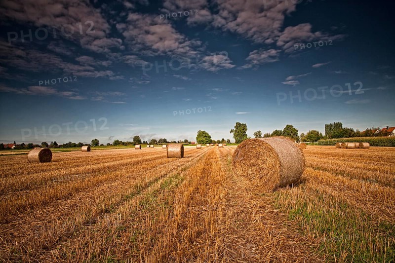 stubble field with straw bales