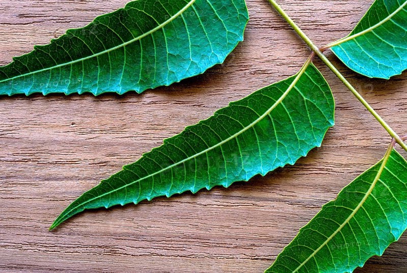 Medicinal leaves Neem leaves (Azadirachta indica A. Juss) studio shot, Tamil Nadu, South India, India, Asia