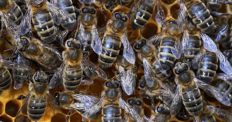 |European Honey Bee (apis mellifera), Black Bees on Brood Ray, Bee Hive in Normandy