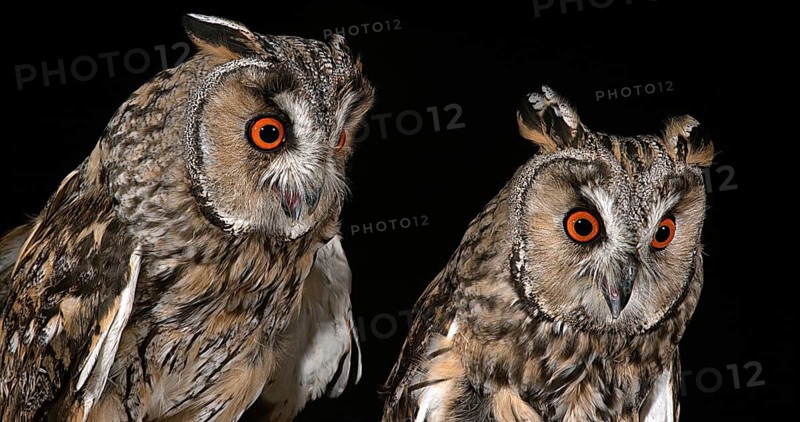 Long Eared Owl (asio otus), Portrait of Adults, Normandy in France